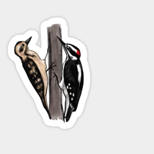 Hairy Woodpeckers Sticker